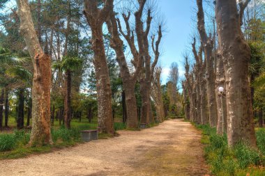 Okaliptüs, Hdr ile Park sokak