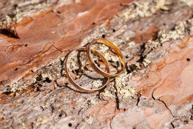 Alyans çam kabuğu üzerinde