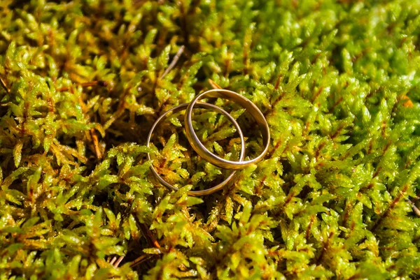 Anillos de boda en musgo verde — Foto de Stock