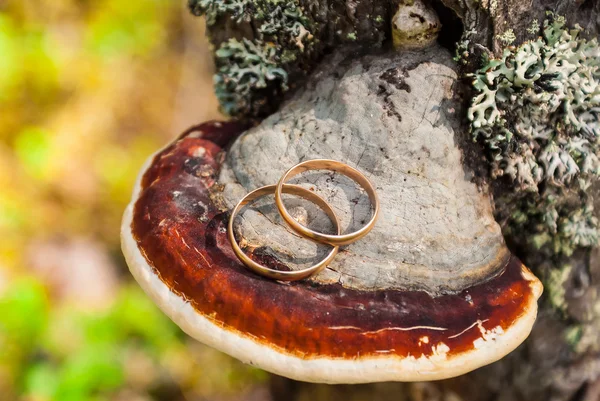 Anillos de boda en poliporas — Foto de Stock