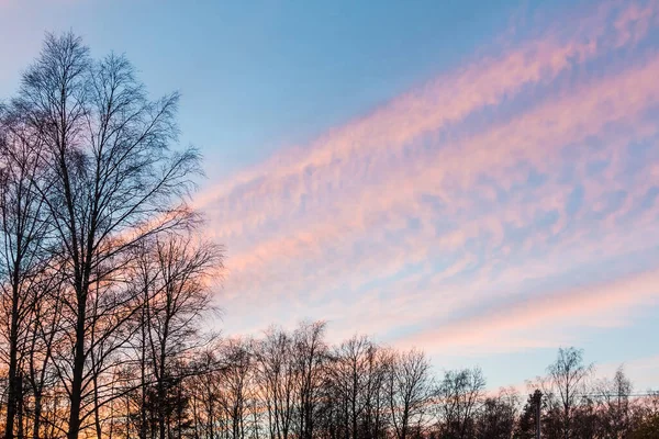 Arbre Avec Des Branches Nues Sur Fond Beau Ciel Nuageux — Photo