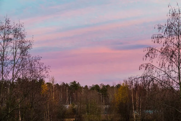 Una Foresta Autunnale Con Alberi Spogli Bel Cielo Nuvoloso Tramonto — Foto Stock