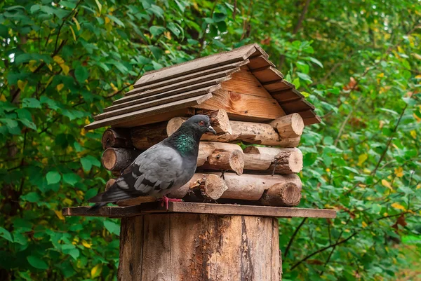 Pigeon kuş Parkı yakınındaki