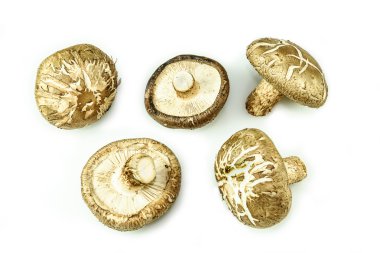 Beyaz arka plan üzerinde izole Shiitake mantar