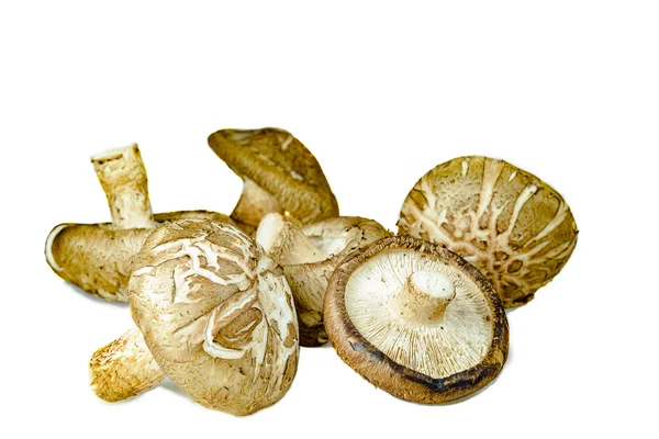 Beyaz arka plan üzerinde izole Shiitake mantar