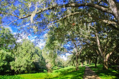 Mavi gökyüzü arka plan üzerinde İspanyolca yosunlar