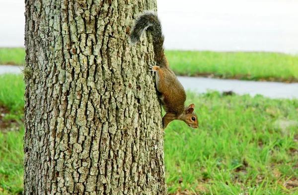 Uno scoiattolo sull'albero in estate — Foto Stock