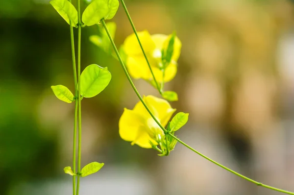 Allamanda cathartica — Stok fotoğraf