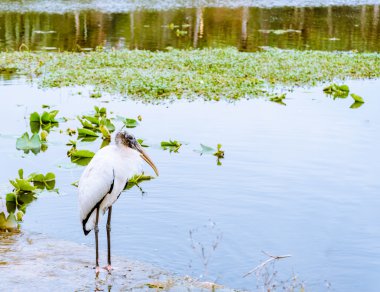 Beyaz ahşap leylek kuş Gölü kışın rahatlatıcı