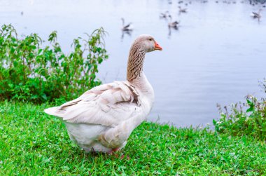 Yerli boz kazlar, kış aylarında gölde yaban kazları