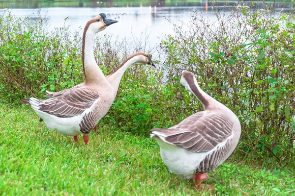 Domestic Greylag geese , wild geese on the lake in the winter — Stock Photo, Image