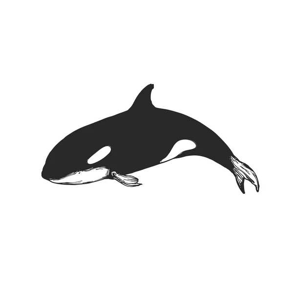 Logotipo de la ballena asesina, orca plana para cartel o icono — Archivo Imágenes Vectoriales