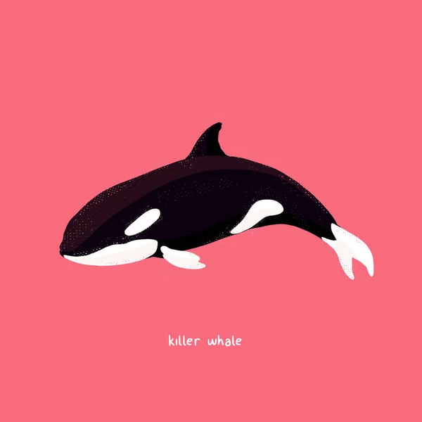Logotipo de baleia assassina, orca plana para cartaz ou ícone —  Vetores de Stock