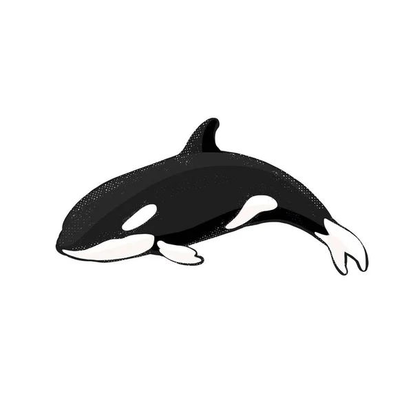 Logotipo de la ballena asesina, orca plana para cartel o icono — Archivo Imágenes Vectoriales