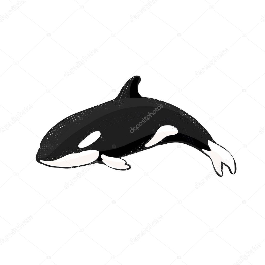 Orca in swimming pool. logo of killer whale. flat orca for poster or icon
