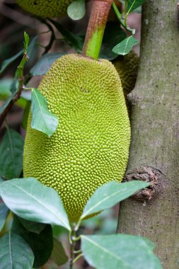 nefesi ağaç üzerinde