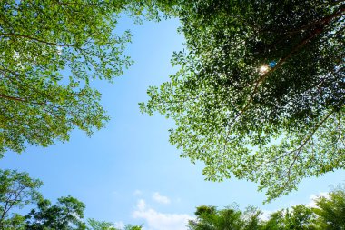 Fildişi Sahili badem yaprakları