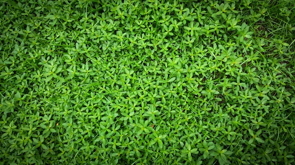 Abstract textured background of green grass and weeds. — Stock Photo, Image