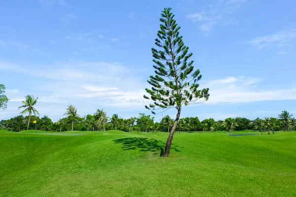 넓은 녹색 잔디밭에 소나무 — 스톡 사진