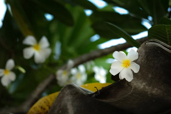 Plumeria flor blanca cayendo en el techo —  Fotos de Stock