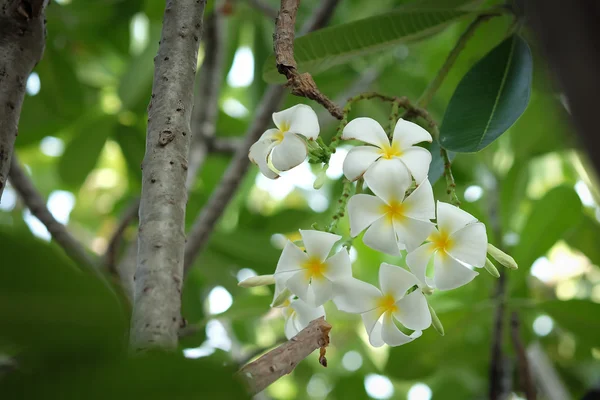 Plumeria lub frangipani biały kwiat — Zdjęcie stockowe