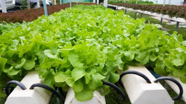 Çiftlik hydroponic büyüyen sebzeler