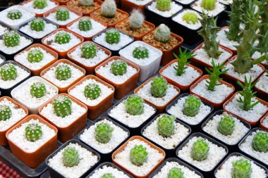 Tencerede küçük bir kaktüs