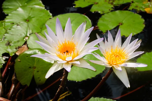 Schöne Lotusblüte — Stockfoto