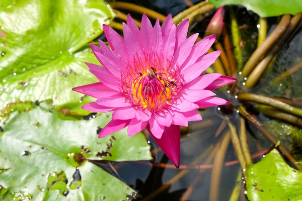 Schöne Lotusblüte — Stockfoto