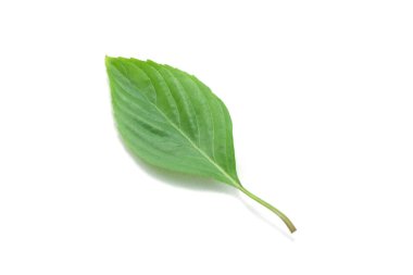 Reyhan beyaz zemin üzerine.