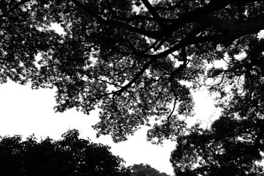 büyük ağaç siluet