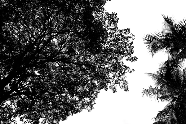Stort träd silhouette — Stockfoto