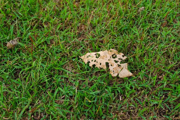 Folhas secas com furos — Fotografia de Stock