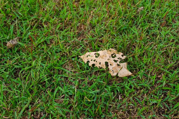 Dry Leaves with holes — Stock Photo, Image