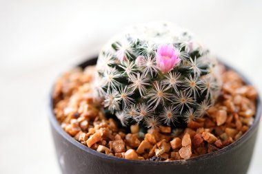 kaktüs plastik kapta