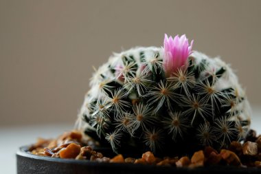 kaktüs plastik kapta