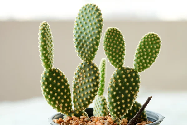 Bunny ears cactus in plastic pot
