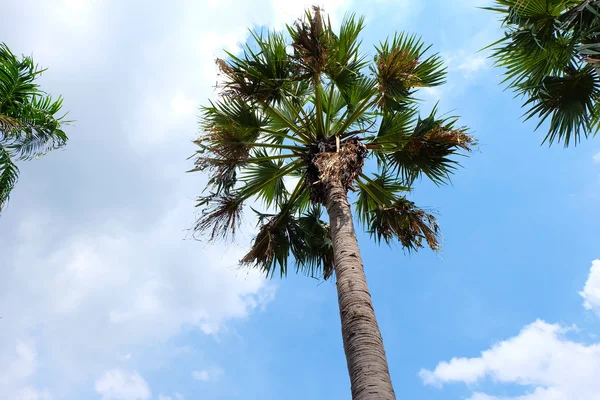 Sugar palm ağaçlar