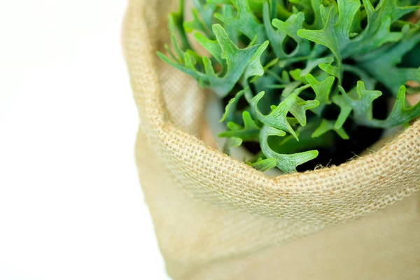 Green plant in a sack — Stock Photo, Image