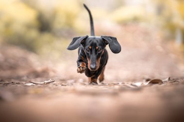 kahverengi ve siyah bir köpek (dachshund) kameraya doğru koşar kulakları uçar ve bir pençesi havada.