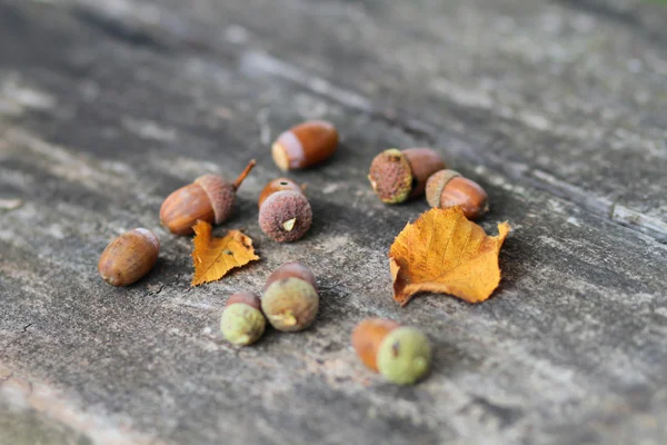 Oak nuts — Stock Photo, Image