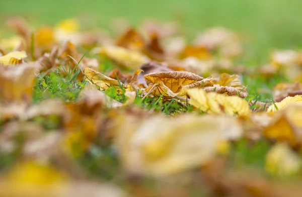 Autumn leaves on grass — Stock Photo, Image