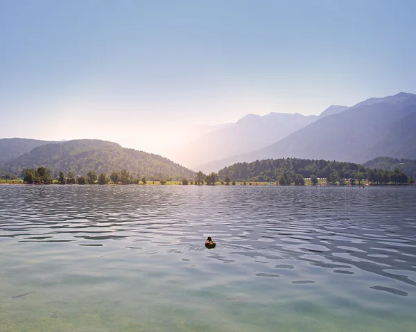 Vista al lago con pato en verano — Foto de Stock