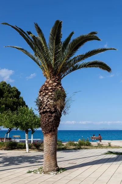 Palmiye ağacı. Yunanistan