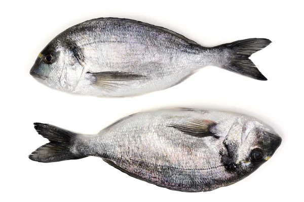 Zwei Dorado-Fische auf isoliertem Hintergrund — Stockfoto
