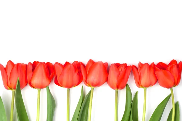 Fila di tulipani su sfondo bianco — Foto Stock