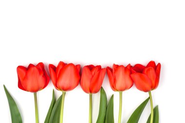 Beyaz zemin üzerine kırmızı lale dizisi