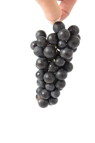 Bunch of grapes in hand — Stock Photo, Image