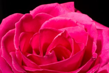 Siyah arka plan üzerine pembe bir gül