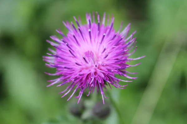 Pluizige Distel Het Bos — Stockfoto